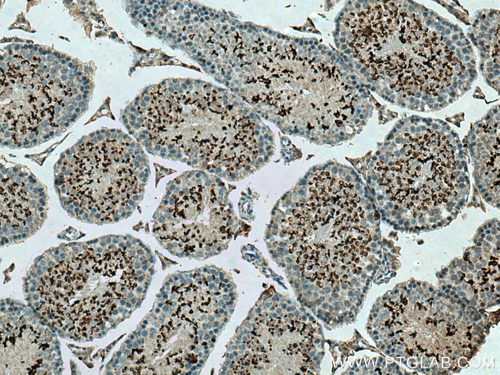 Immunohistochemistry (IHC) staining of mouse testis tissue using LYZL6 Polyclonal antibody (11922-1-AP)