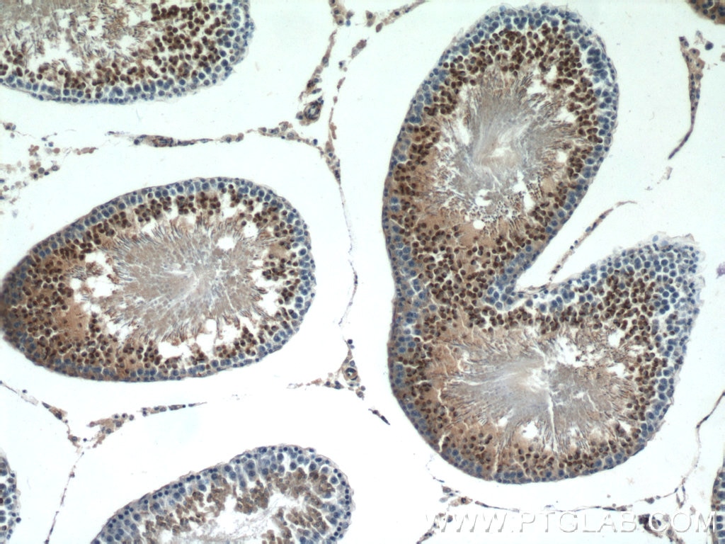 Immunohistochemistry (IHC) staining of rat testis tissue using LYZL6 Polyclonal antibody (11922-1-AP)