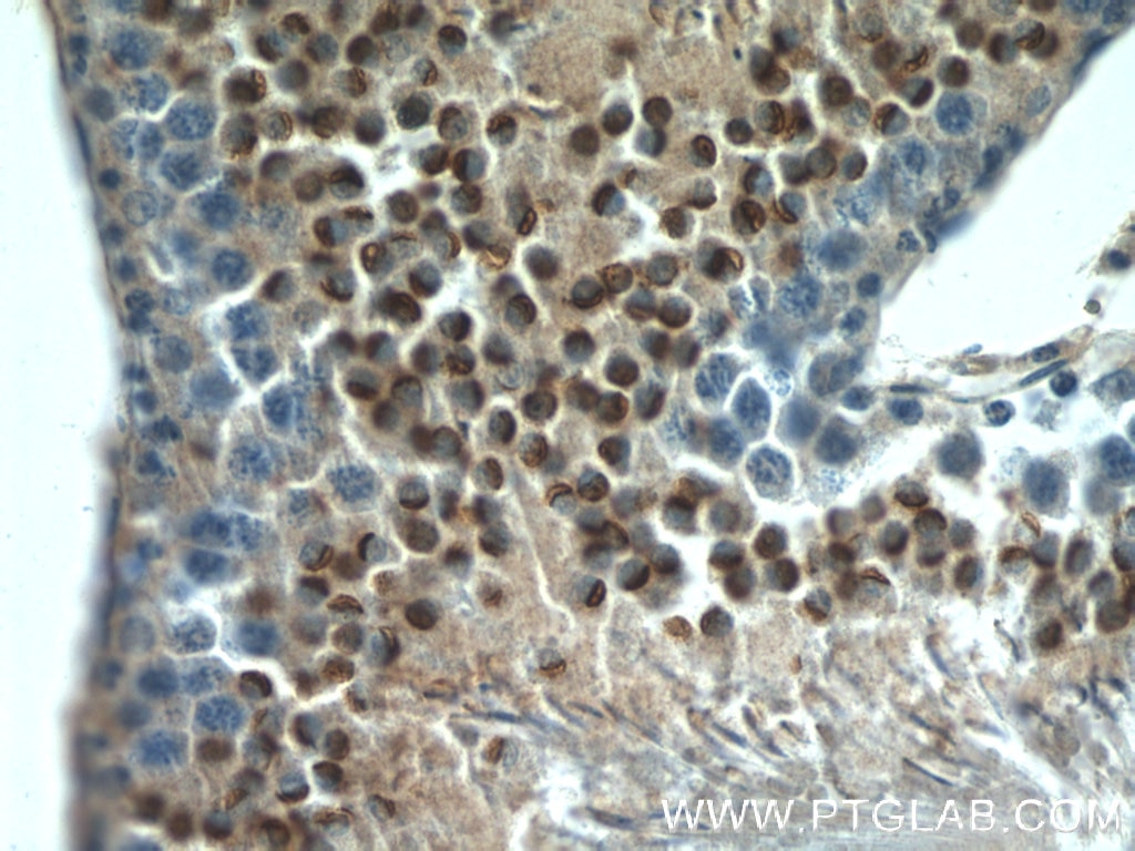 Immunohistochemistry (IHC) staining of rat testis tissue using LYZL6 Polyclonal antibody (11922-1-AP)