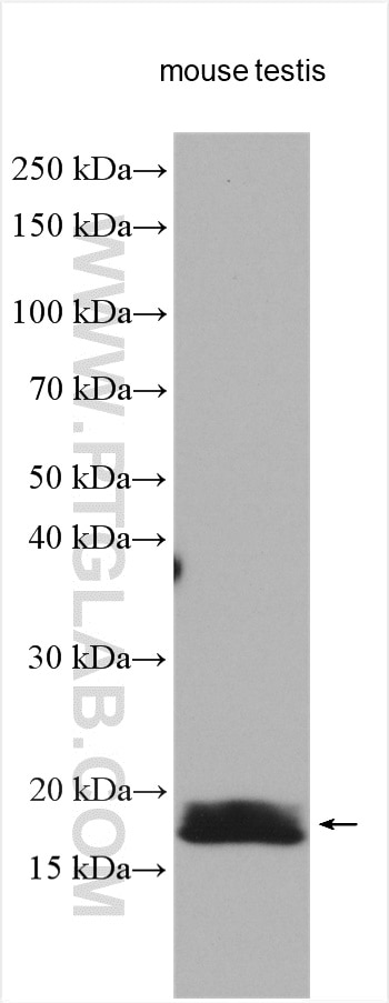 Western Blot (WB) analysis of various lysates using LYZL6 Polyclonal antibody (11922-1-AP)