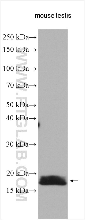 WB analysis using 11922-1-AP