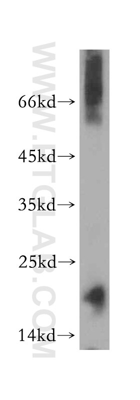 Western Blot (WB) analysis of human testis tissue using LYZL6 Polyclonal antibody (11922-1-AP)