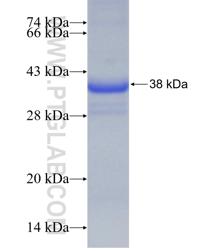 LYZL6 fusion protein Ag2569 SDS-PAGE