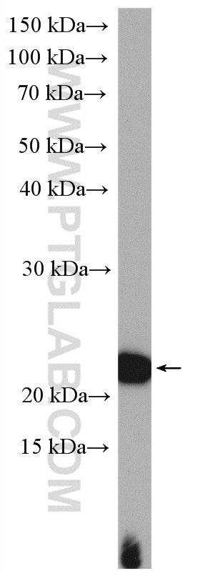 Western Blot (WB) analysis of BxPC-3 cells using LZIC Polyclonal antibody (14543-1-AP)