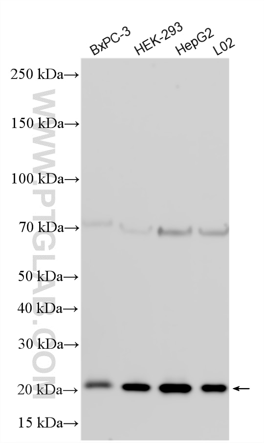 WB analysis using 14543-1-AP Western Blot (WB) analysis of various lysates using LZIC Polyclonal antibody (14543-1-AP)