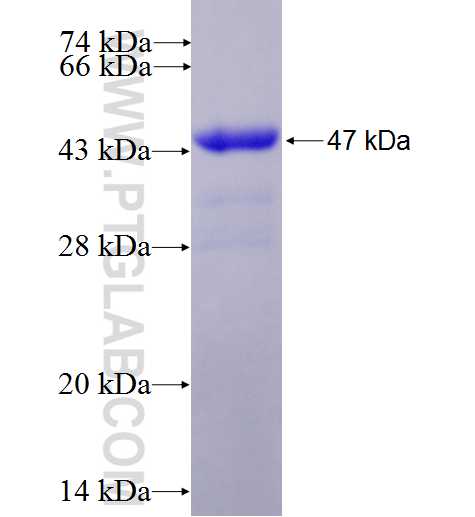 LZIC fusion protein Ag6047 SDS-PAGE