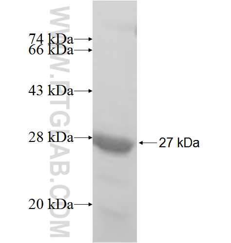LZIC fusion protein Ag6797 SDS-PAGE