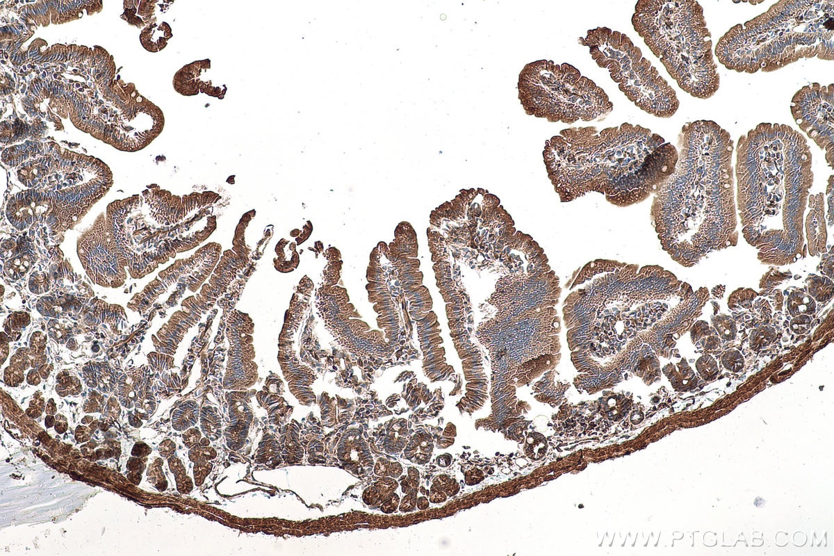 Immunohistochemistry (IHC) staining of mouse small intestine tissue using LZTFL1 Polyclonal antibody (17073-1-AP)