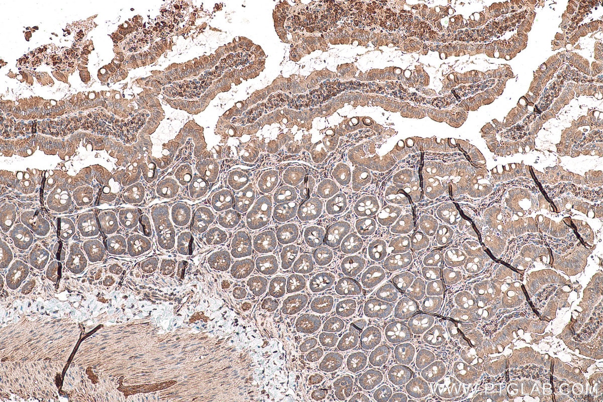 IHC staining of rat small intestine using 17073-1-AP