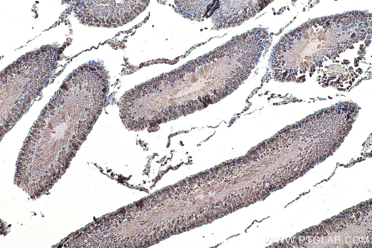 Immunohistochemistry (IHC) staining of rat testis tissue using LZTFL1 Polyclonal antibody (17073-1-AP)