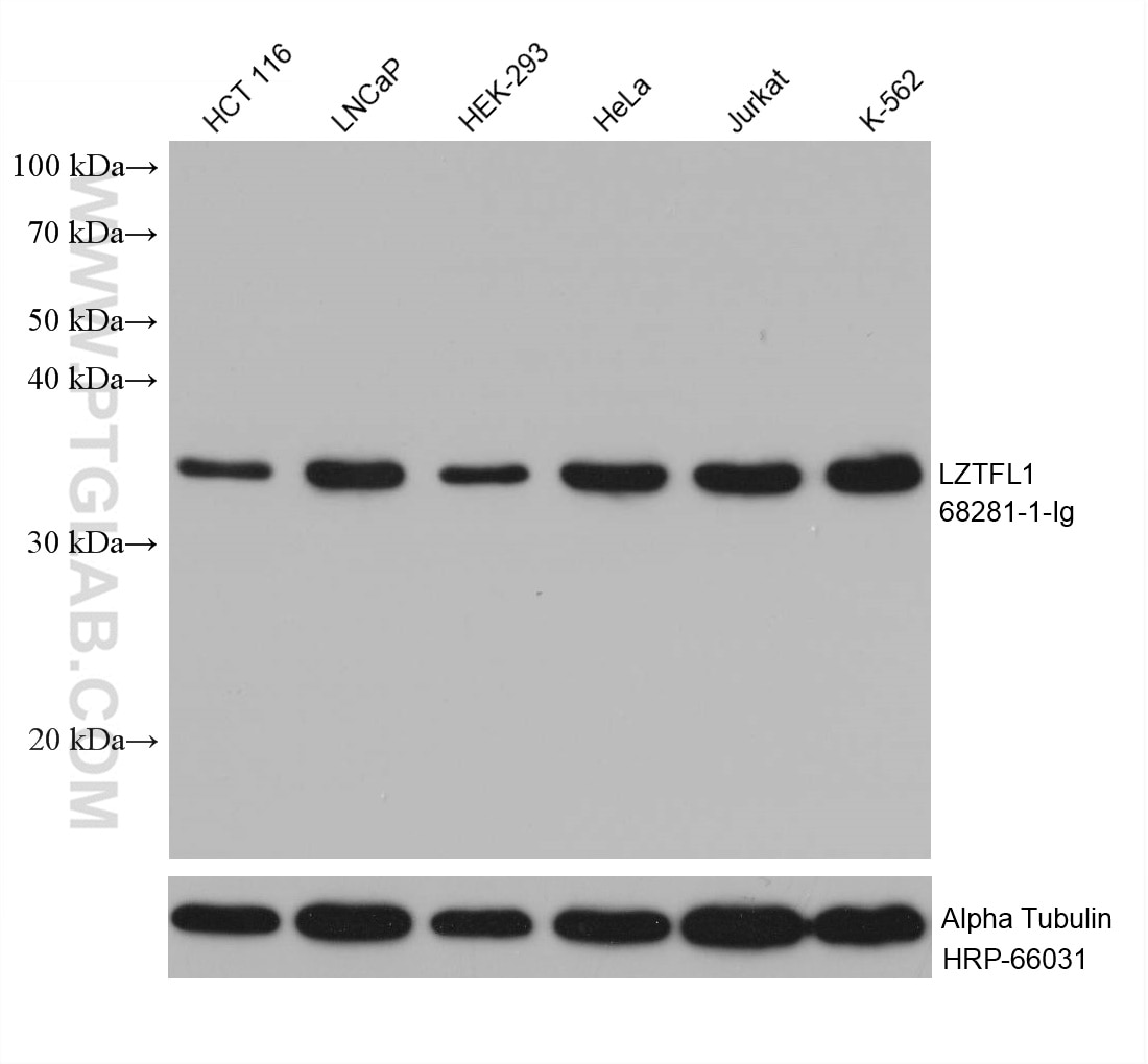 Western Blot (WB) analysis of various lysates using LZTFL1 Monoclonal antibody (68281-1-Ig)