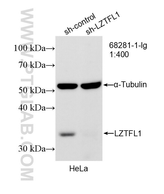 WB analysis of HeLa using 68281-1-Ig (same clone as 68281-1-PBS) Western Blot (WB) analysis of HeLa cells using LZTFL1 Monoclonal antibody (68281-1-Ig)