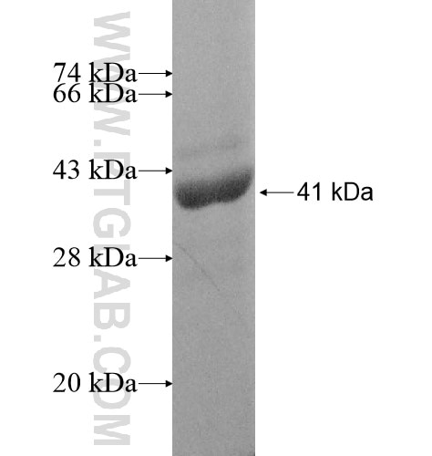 LZTFL1 fusion protein Ag10733 SDS-PAGE