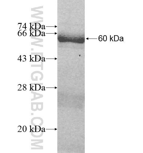 LZTFL1 fusion protein Ag10919 SDS-PAGE