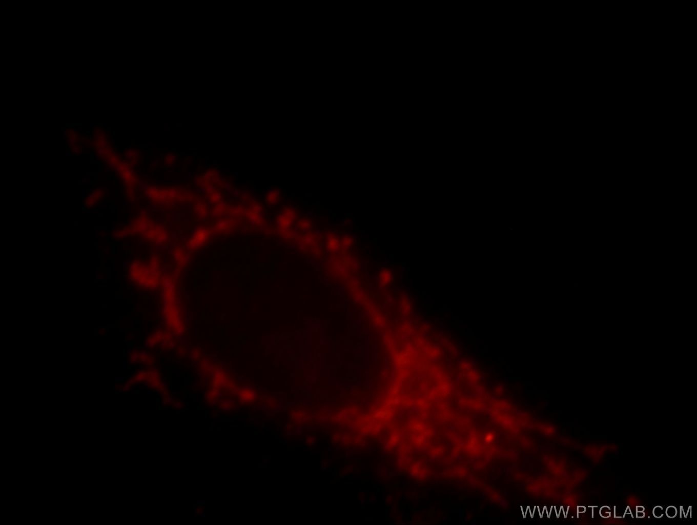 Immunofluorescence (IF) / fluorescent staining of HepG2 cells using LZTS1 Polyclonal antibody (20878-1-AP)