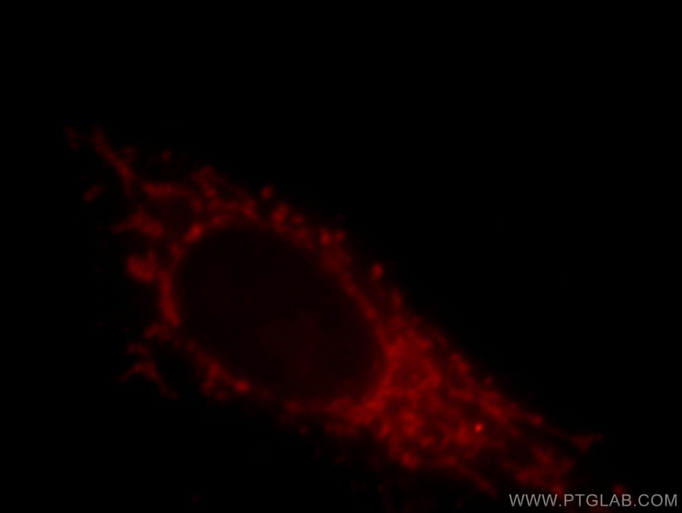 IF Staining of HepG2 using 20878-1-AP