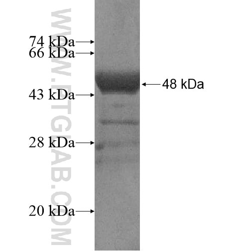 LZTS1 fusion protein Ag14977 SDS-PAGE