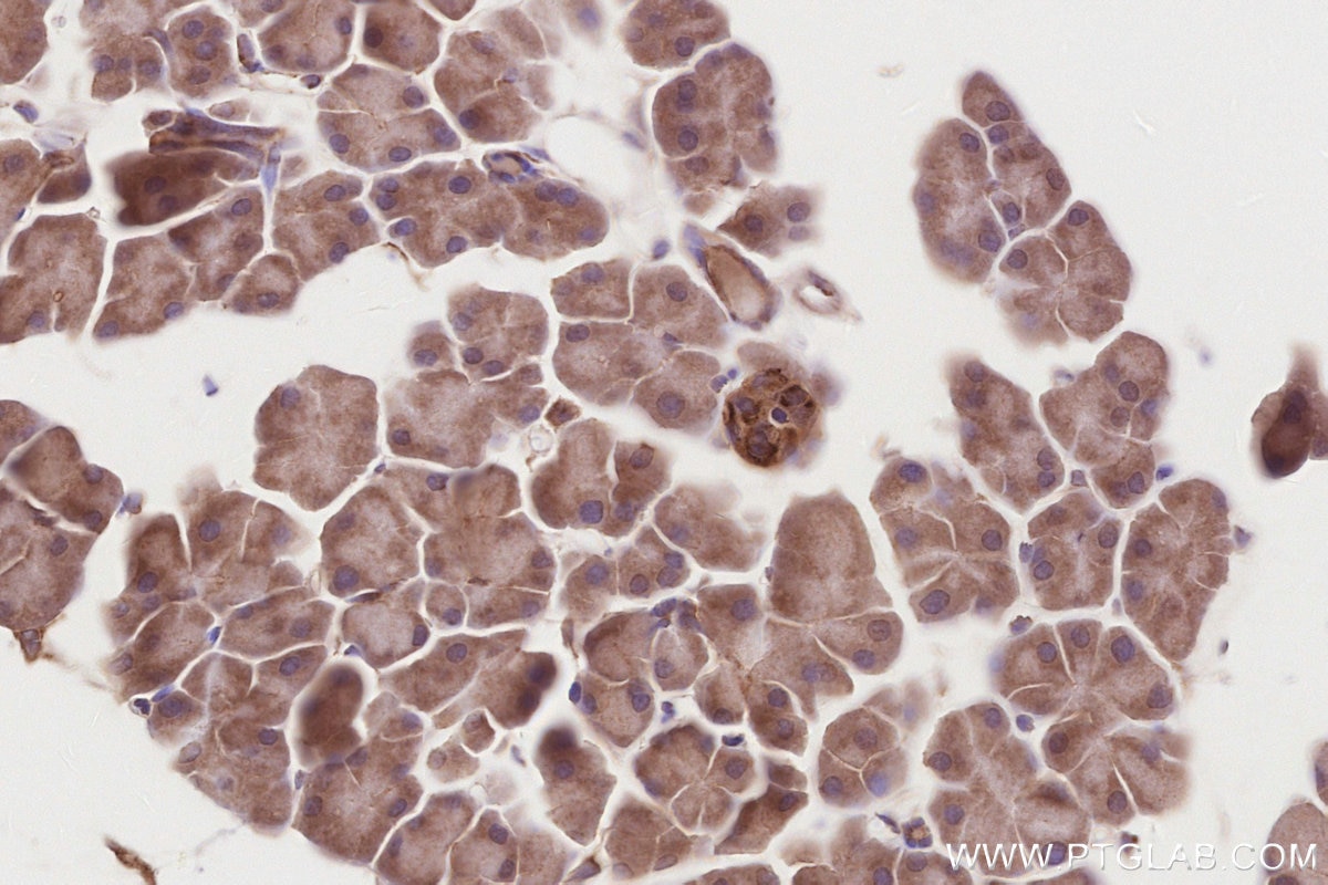 Immunohistochemistry (IHC) staining of mouse pancreas tissue using LZTS2 Polyclonal antibody (15677-1-AP)