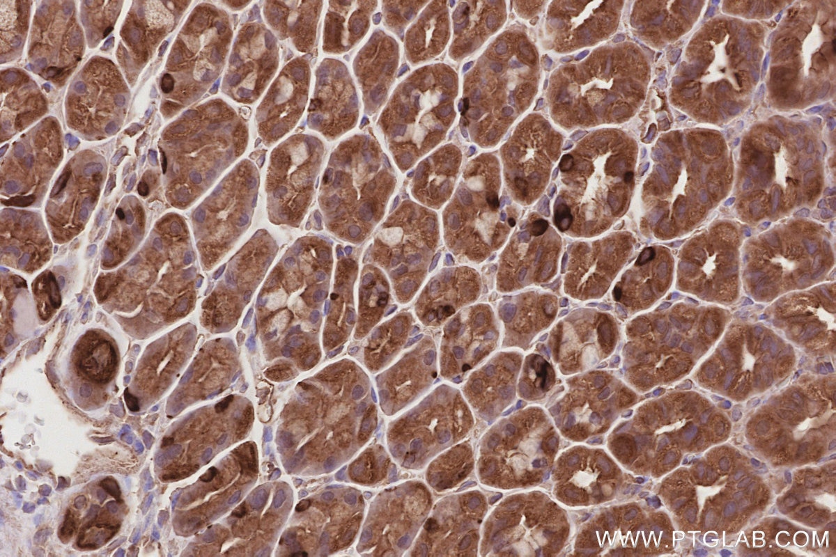 Immunohistochemistry (IHC) staining of mouse stomach tissue using LZTS2 Polyclonal antibody (15677-1-AP)