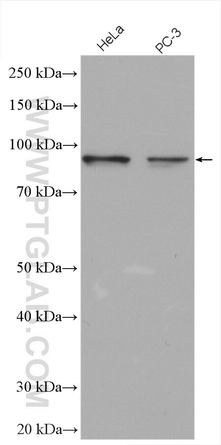 Western Blot (WB) analysis of various lysates using LZTS2 Polyclonal antibody (15677-1-AP)