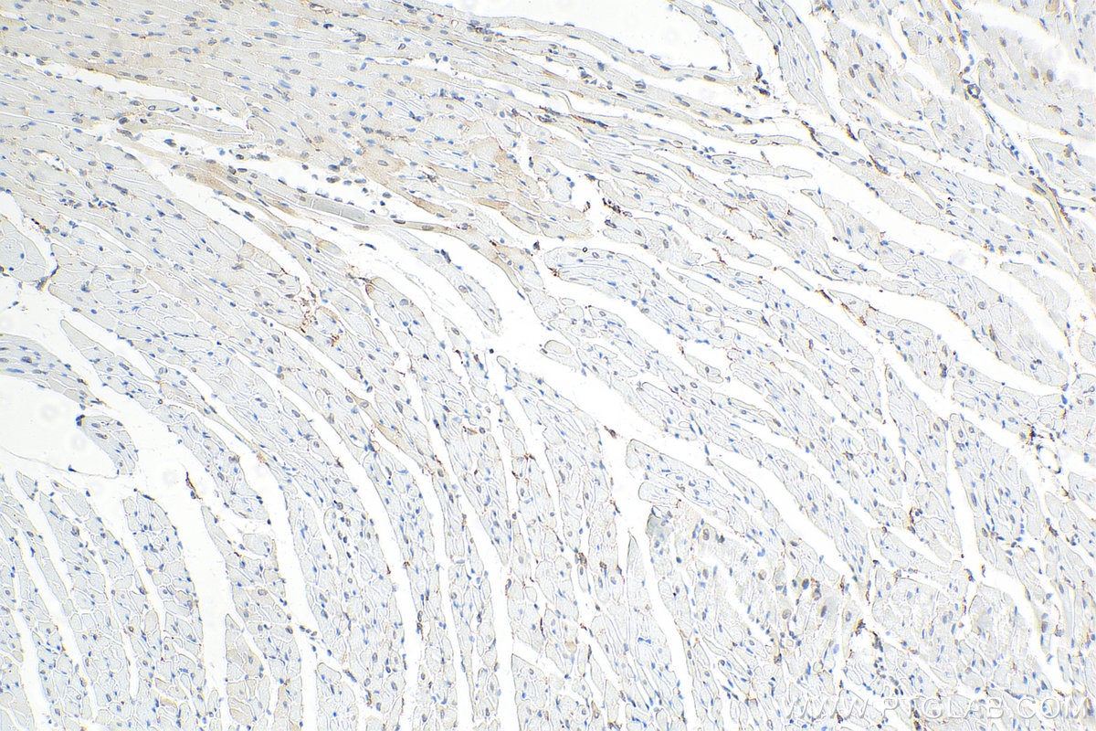 Immunohistochemistry (IHC) staining of mouse heart tissue using Lamin A/C Recombinant antibody (81042-1-RR)