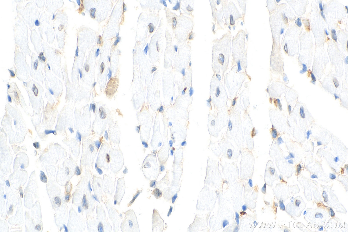 Immunohistochemistry (IHC) staining of mouse heart tissue using Lamin A/C Recombinant antibody (81042-1-RR)