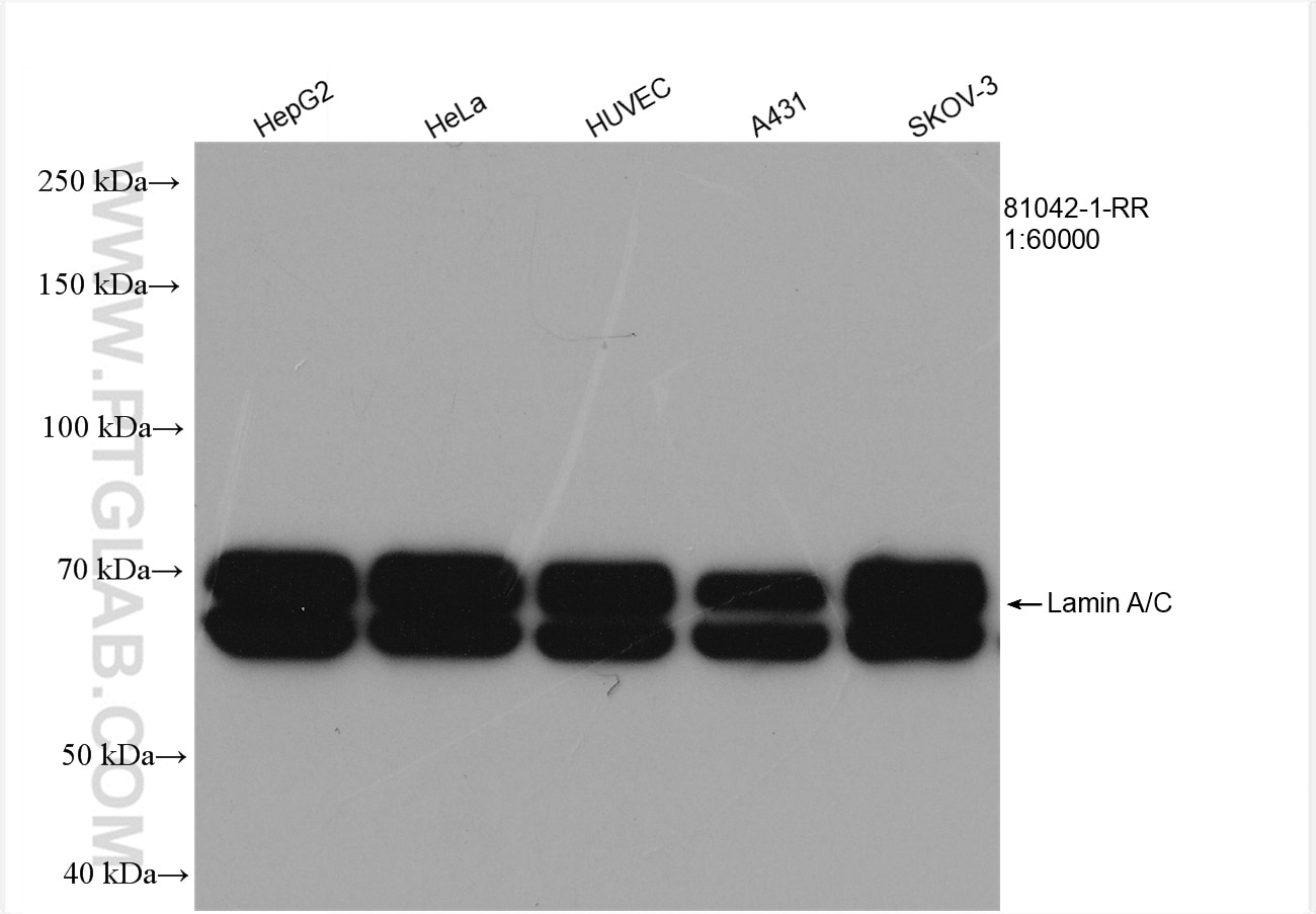 Western Blot (WB) analysis of various lysates using Lamin A/C Recombinant antibody (81042-1-RR)