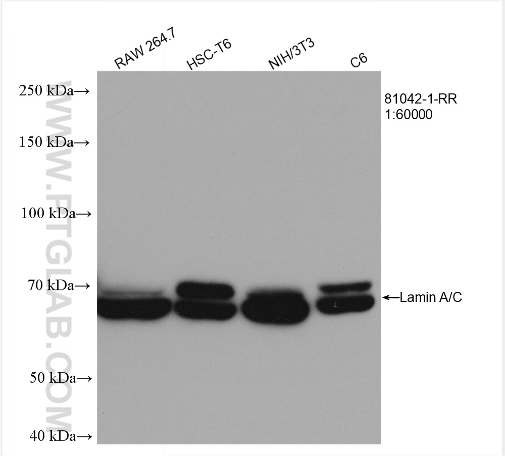 Western Blot (WB) analysis of various lysates using Lamin A/C Recombinant antibody (81042-1-RR)