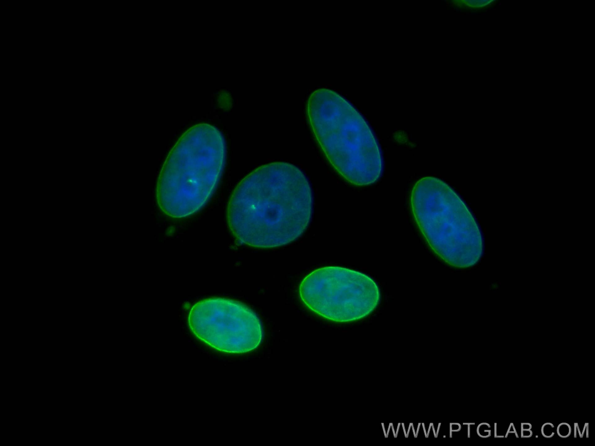 Immunofluorescence (IF) / fluorescent staining of HepG2 cells using CoraLite® Plus 488-conjugated Lamin A/C Polyclonal (CL488-10298)