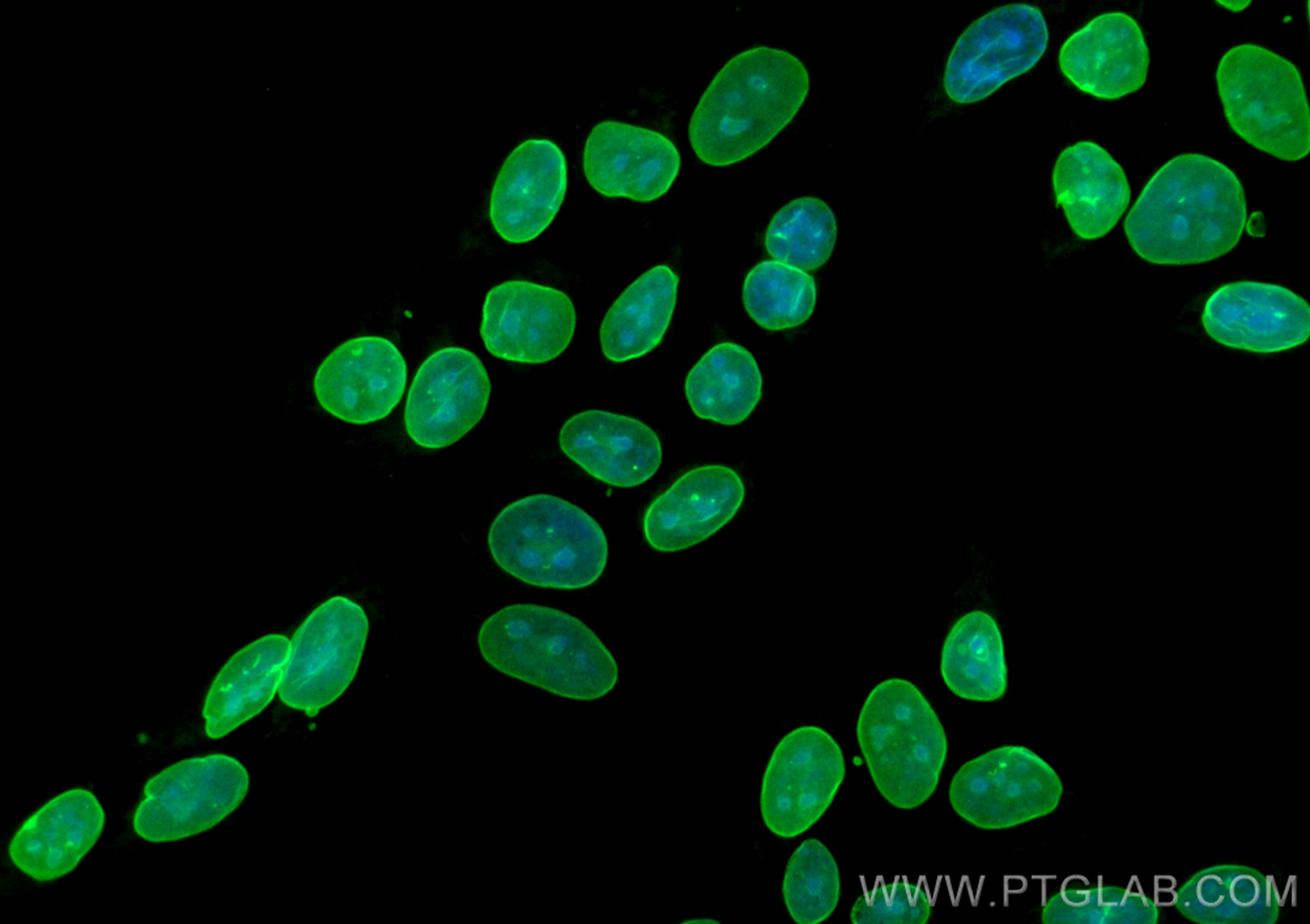 Immunofluorescence (IF) / fluorescent staining of HepG2 cells using CoraLite® Plus 488-conjugated Lamin A/C Recombinan (CL488-81042)