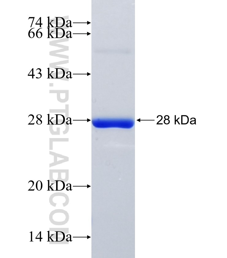 Lamin A/C fusion protein Ag21293 SDS-PAGE