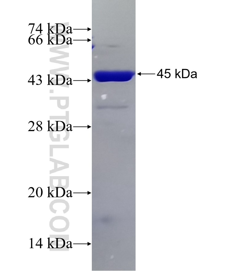 Lamin A/C fusion protein Ag0408 SDS-PAGE