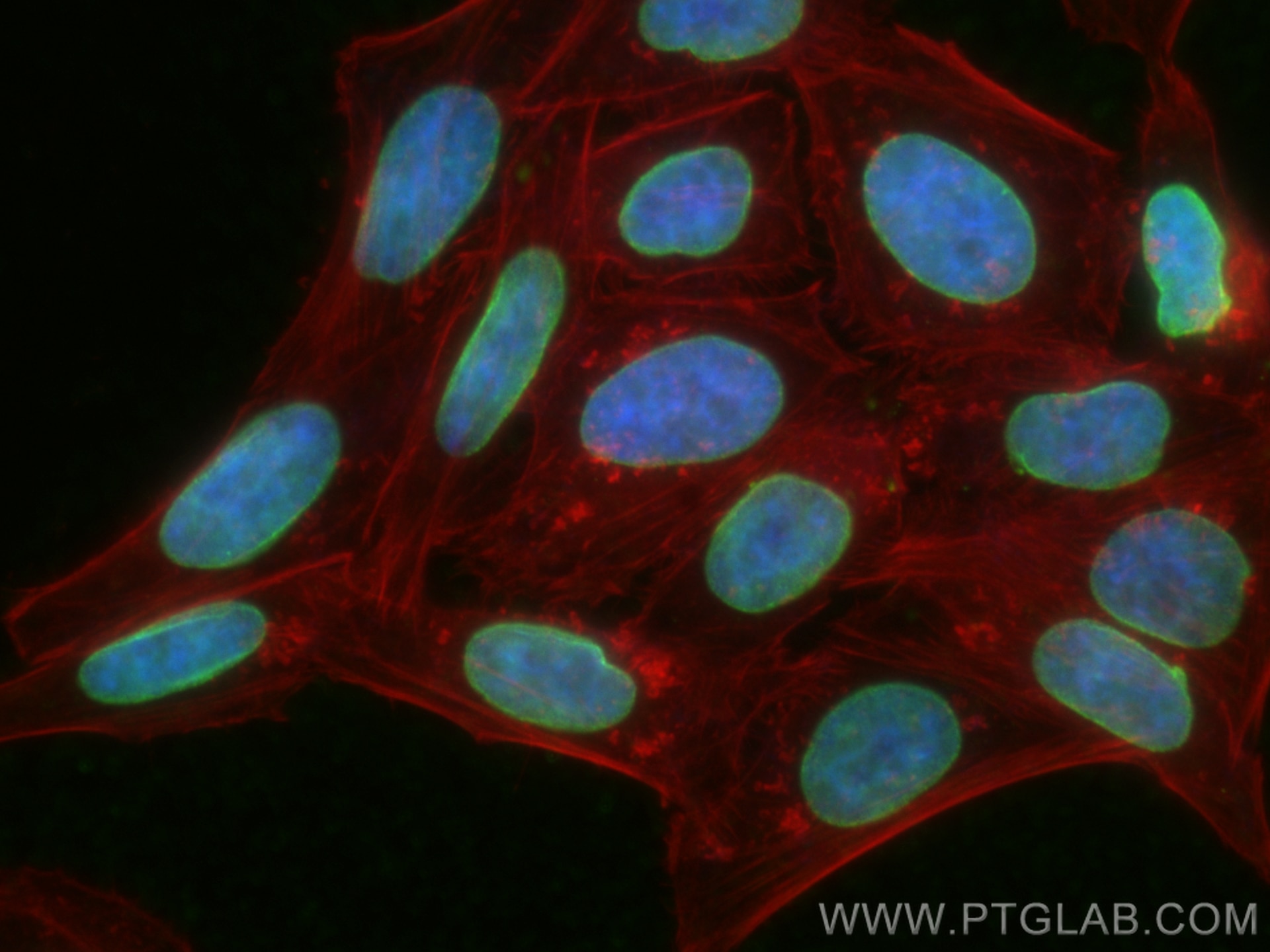 Immunofluorescence (IF) / fluorescent staining of HepG2 cells using Lamin B1 Recombinant antibody (80906-1-RR)