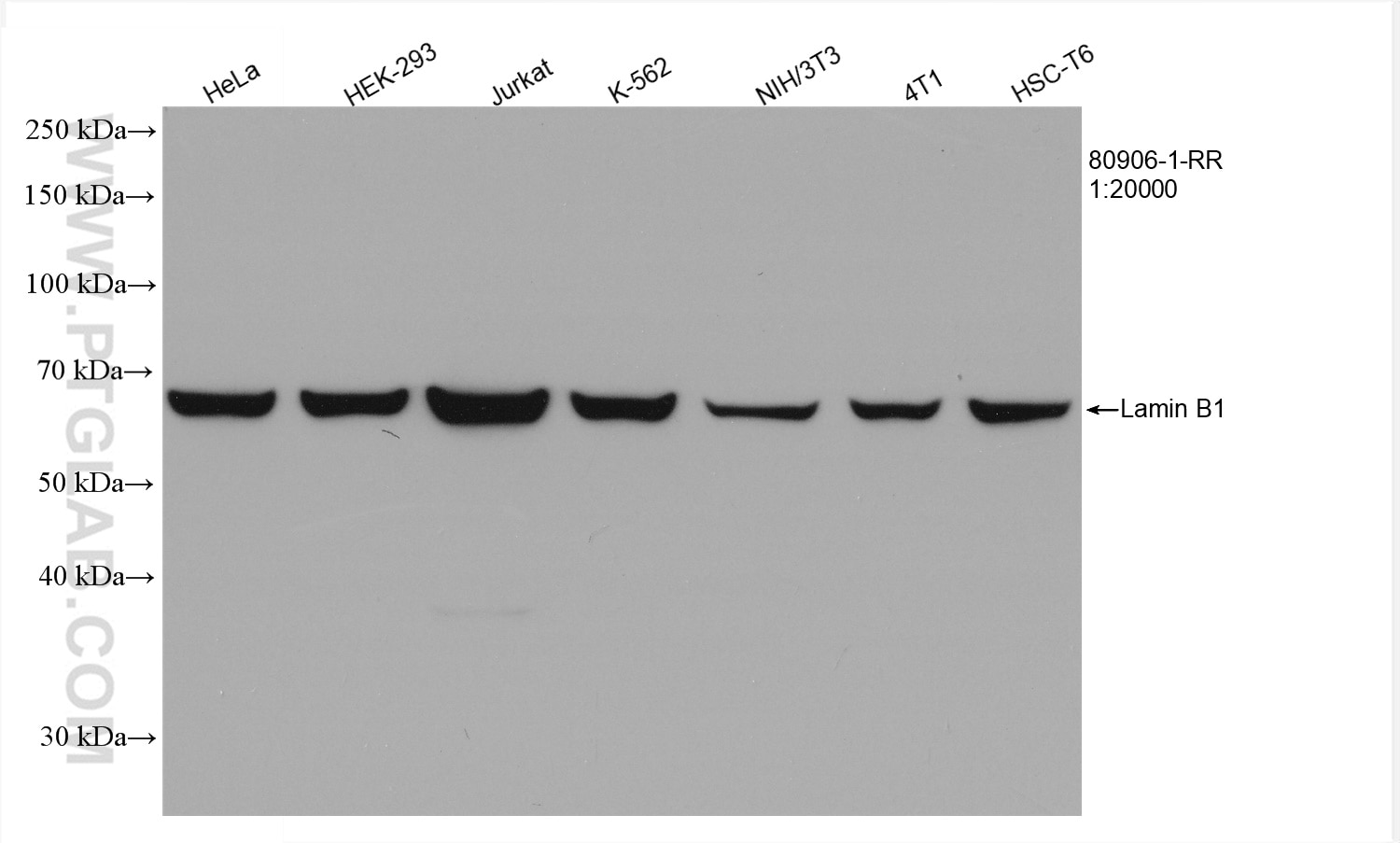 Western Blot (WB) analysis of various lysates using Lamin B1 Recombinant antibody (80906-1-RR)