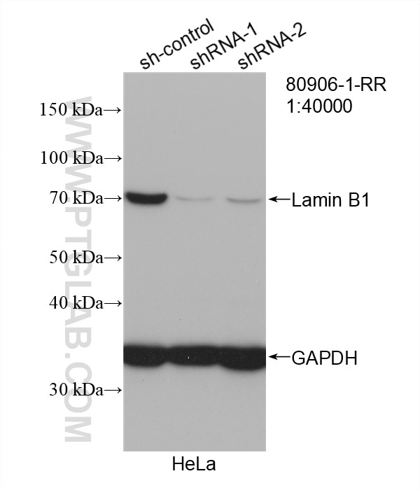 Western Blot (WB) analysis of HeLa cells using Lamin B1 Recombinant antibody (80906-1-RR)