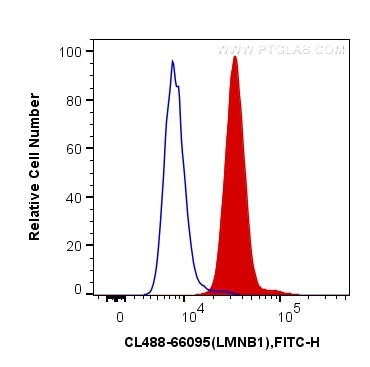 Flow cytometry (FC) experiment of HeLa cells using CoraLite® Plus 488-conjugated Lamin B1 Monoclonal  (CL488-66095)