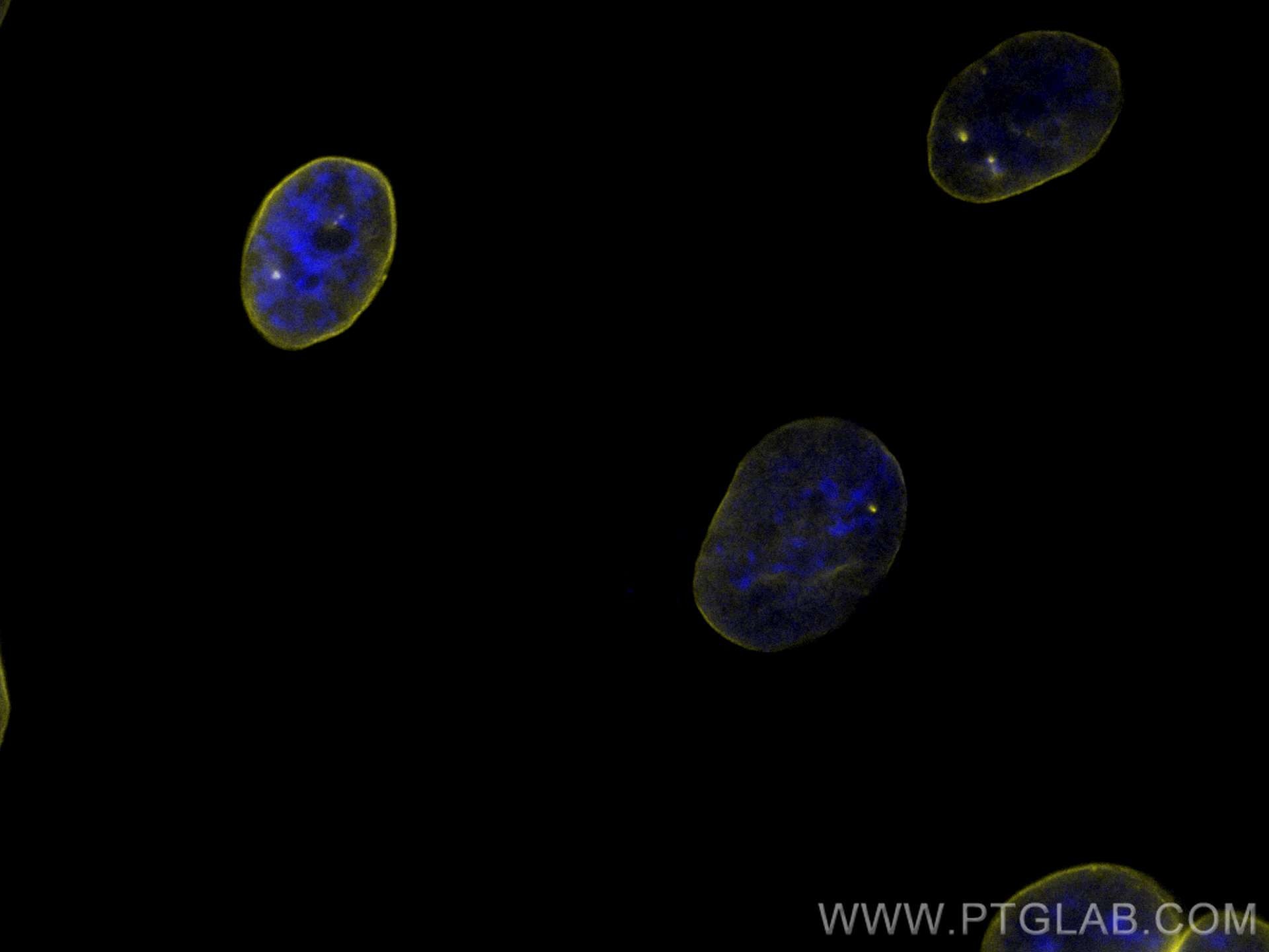 Immunofluorescence (IF) / fluorescent staining of HeLa cells using CoraLite®532-conjugated Lamin B1 Monoclonal antibo (CL532-66095)