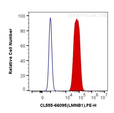 Flow cytometry (FC) experiment of HeLa cells using CoraLite®555-conjugated Lamin B1 Monoclonal antibo (CL555-66095)