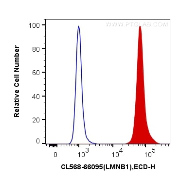 Flow cytometry (FC) experiment of HeLa cells using CoraLite®568-conjugated Lamin B1 Monoclonal antibo (CL568-66095)