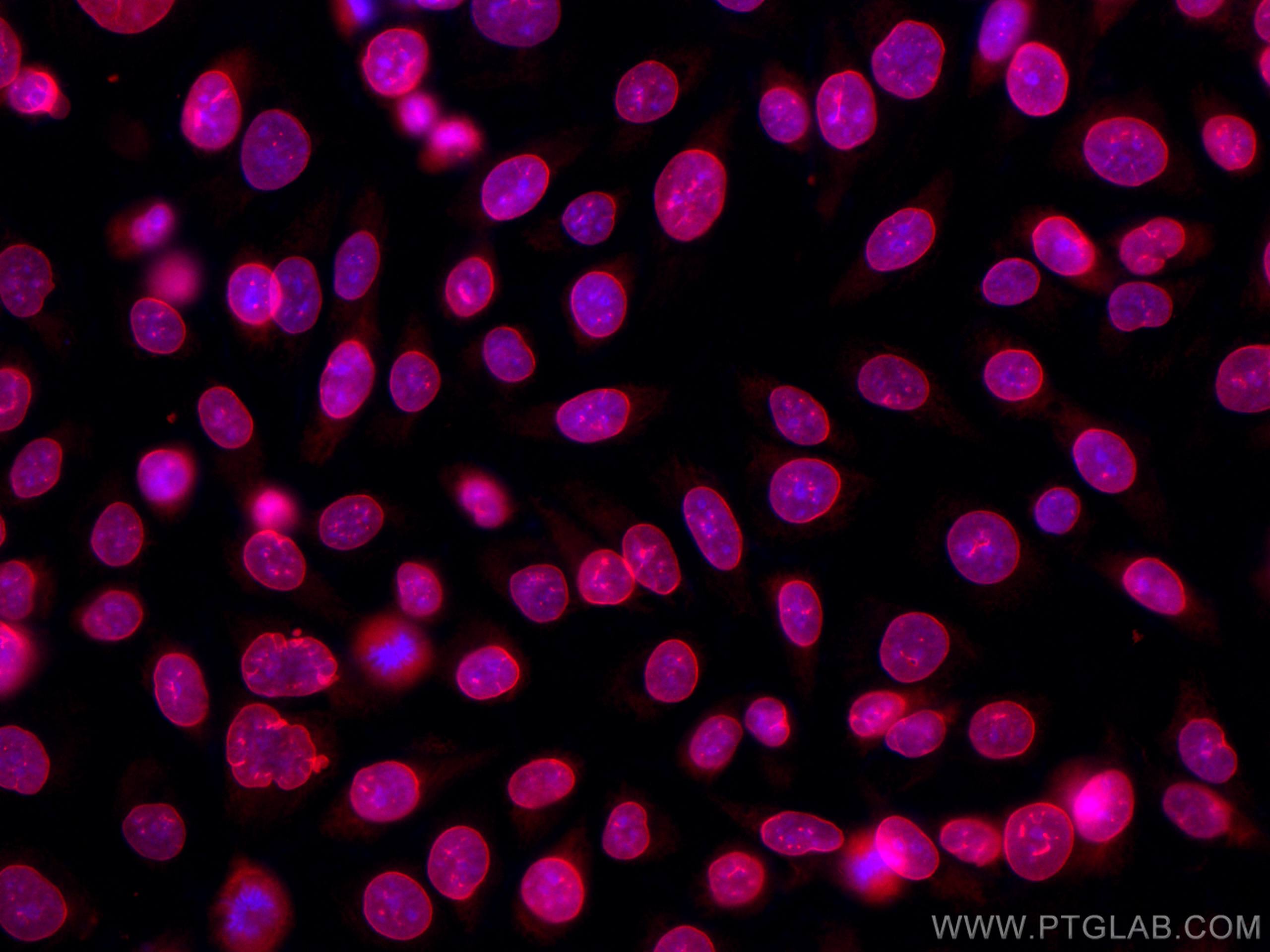 Immunofluorescence (IF) / fluorescent staining of HUVEC cells using CoraLite®568-conjugated Lamin B1 Monoclonal antibo (CL568-66095)