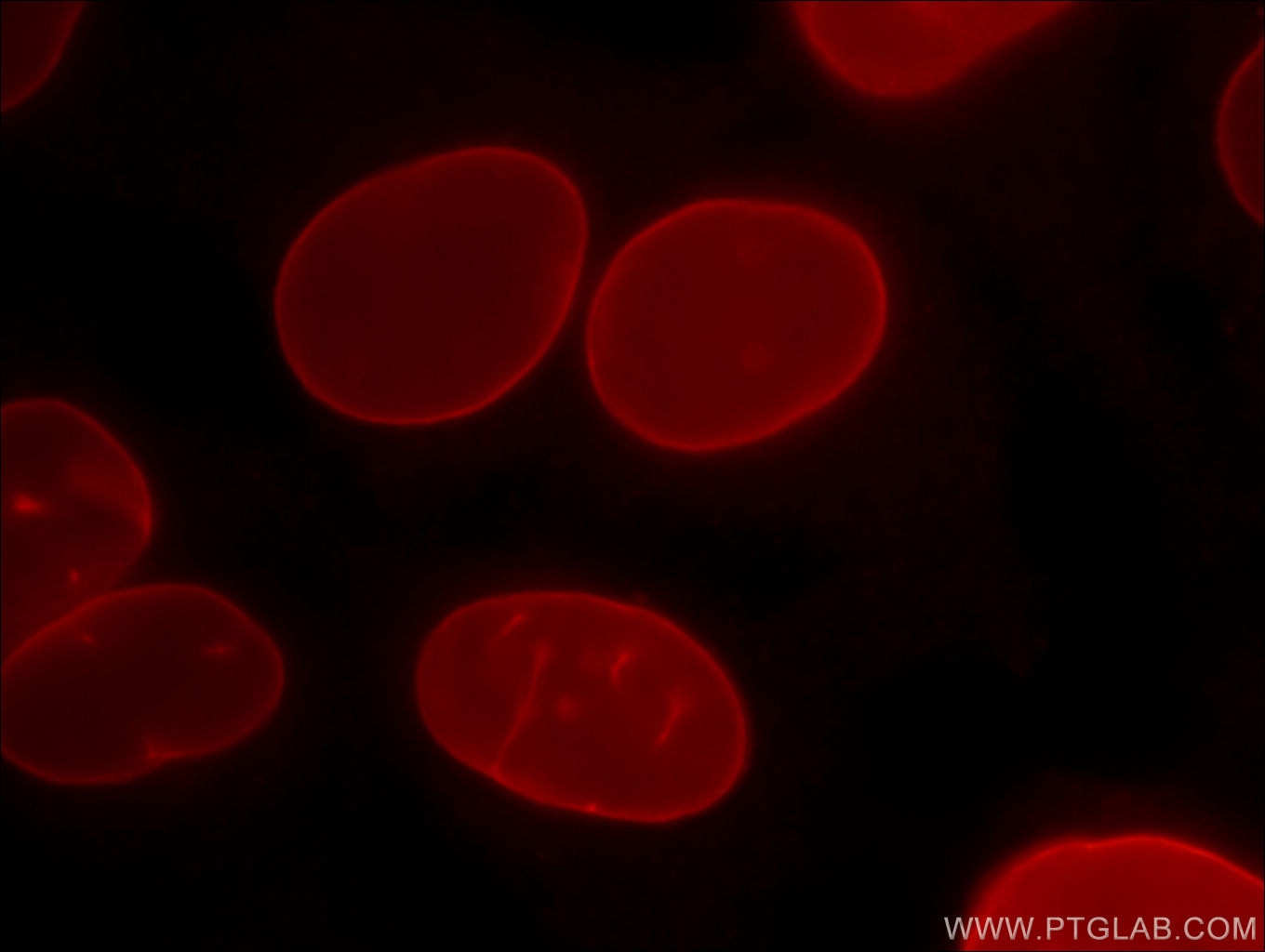 Immunofluorescence (IF) / fluorescent staining of HepG2 cells using CoraLite®594-conjugated Lamin B1 Monoclonal antibo (CL594-66095)