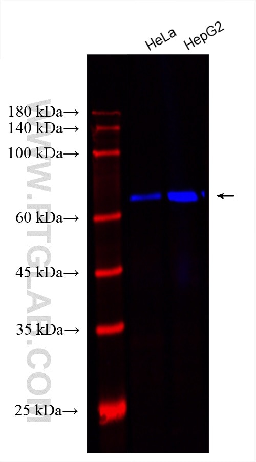 Western Blot (WB) analysis of various lysates using CoraLite® Plus 750-conjugated Lamin B1 Monoclonal  (CL750-66095)