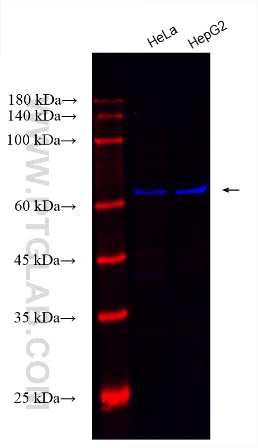 Western Blot (WB) analysis of various lysates using CoraLite® Plus 750-conjugated Lamin B1 Recombinant (CL750-80906)