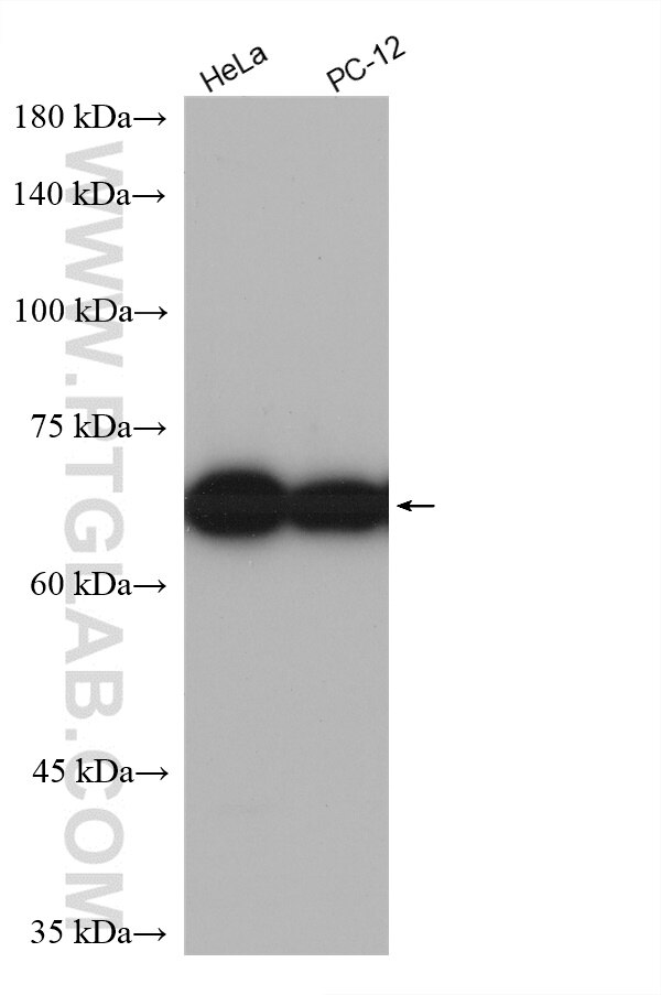 Western Blot (WB) analysis of various lysates using HRP-conjugated Lamin B1 Monoclonal antibody (HRP-66095)