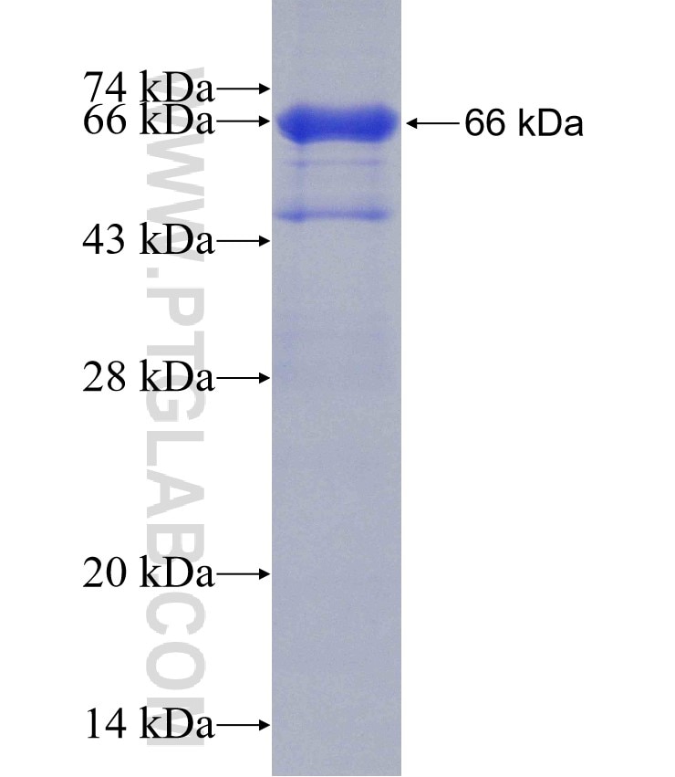 Lamin B1 fusion protein Ag3631 SDS-PAGE