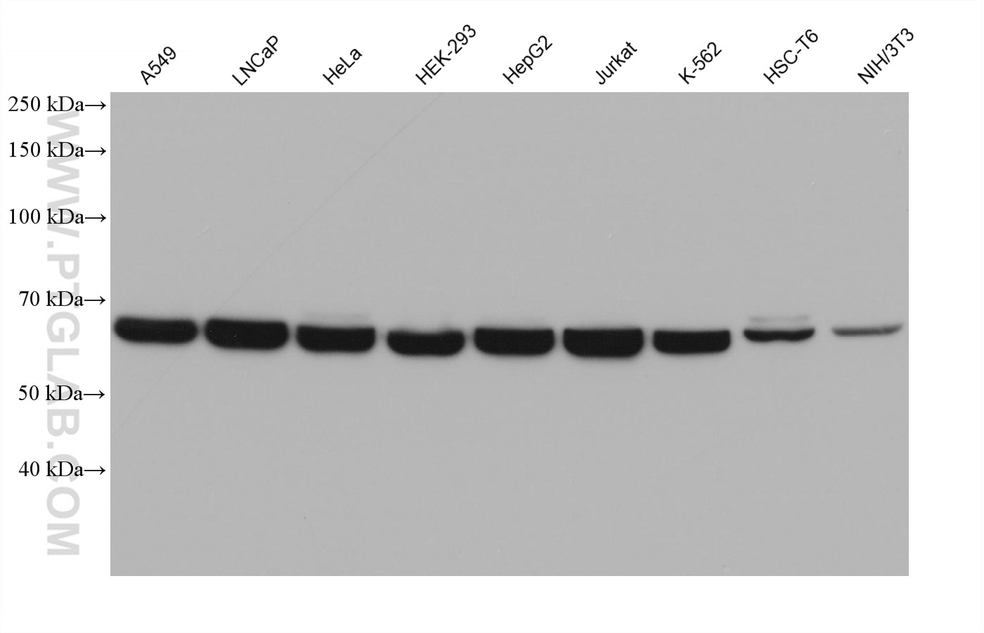 Western Blot (WB) analysis of various lysates using Lamin B2 Monoclonal antibody (68475-1-Ig)