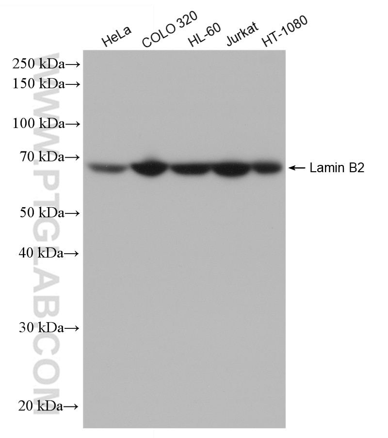 Western Blot (WB) analysis of various lysates using Lamin B2 Recombinant antibody (82801-2-RR)