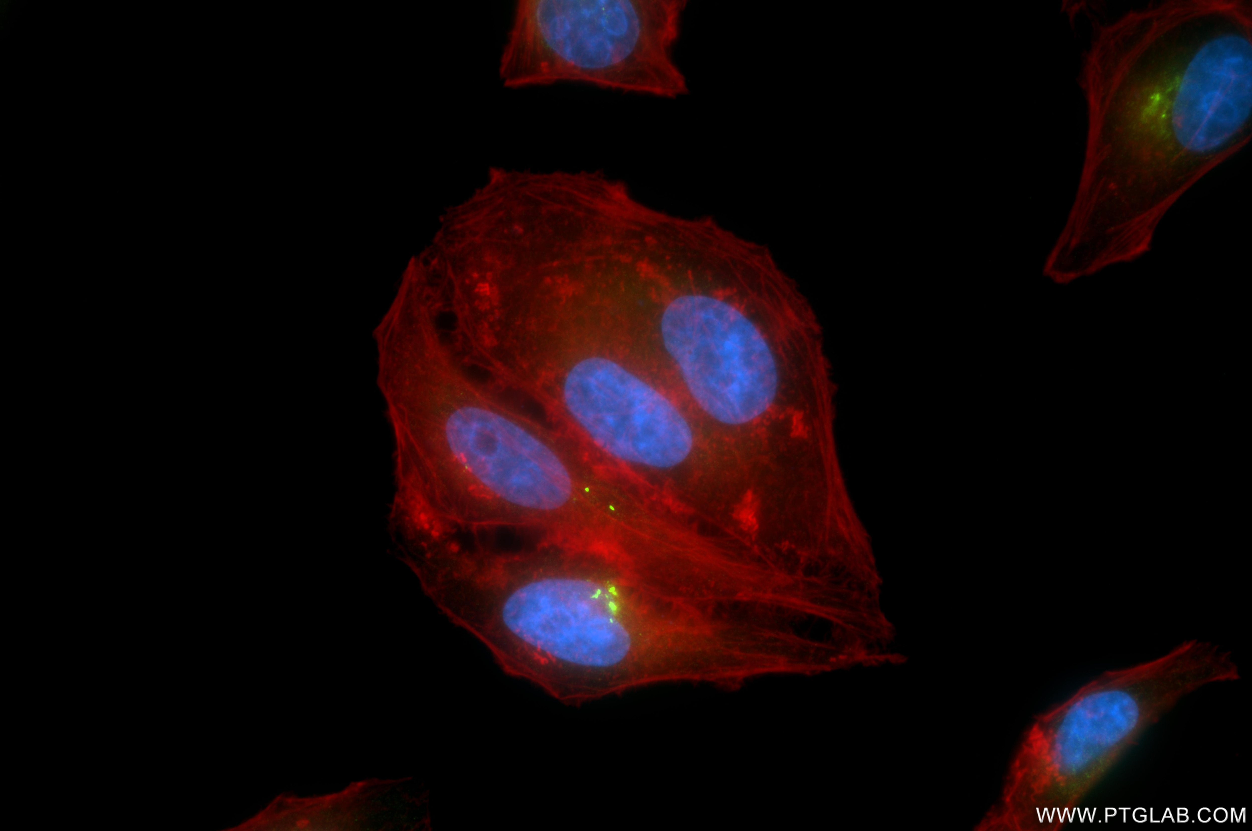Immunofluorescence (IF) / fluorescent staining of HepG2 cells using Laminin beta 1 Recombinant monoclonal antibody (86881-1-RR)