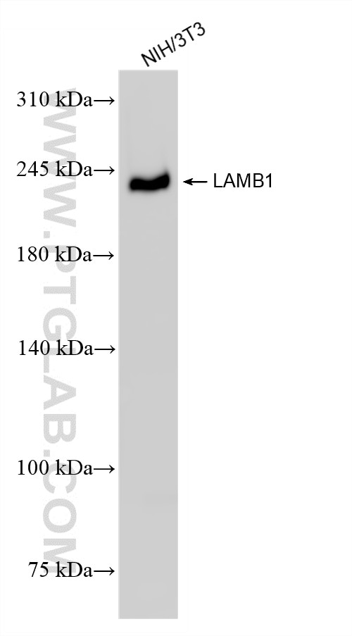 Western Blot (WB) analysis of NIH/3T3 cells using Laminin beta 1 Recombinant monoclonal antibody (86881-1-RR)