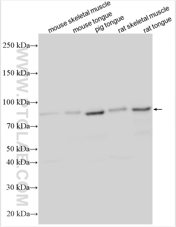 Western Blot (WB) analysis of various lysates using Leiomodin-2 Polyclonal antibody (31202-1-AP)